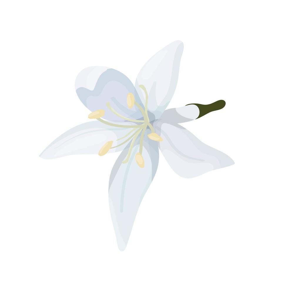 flor de un café árbol en un dibujos animados estilo aislar en un blanco antecedentes parte superior vista. delicado blanco pétalos de un café flor. vector