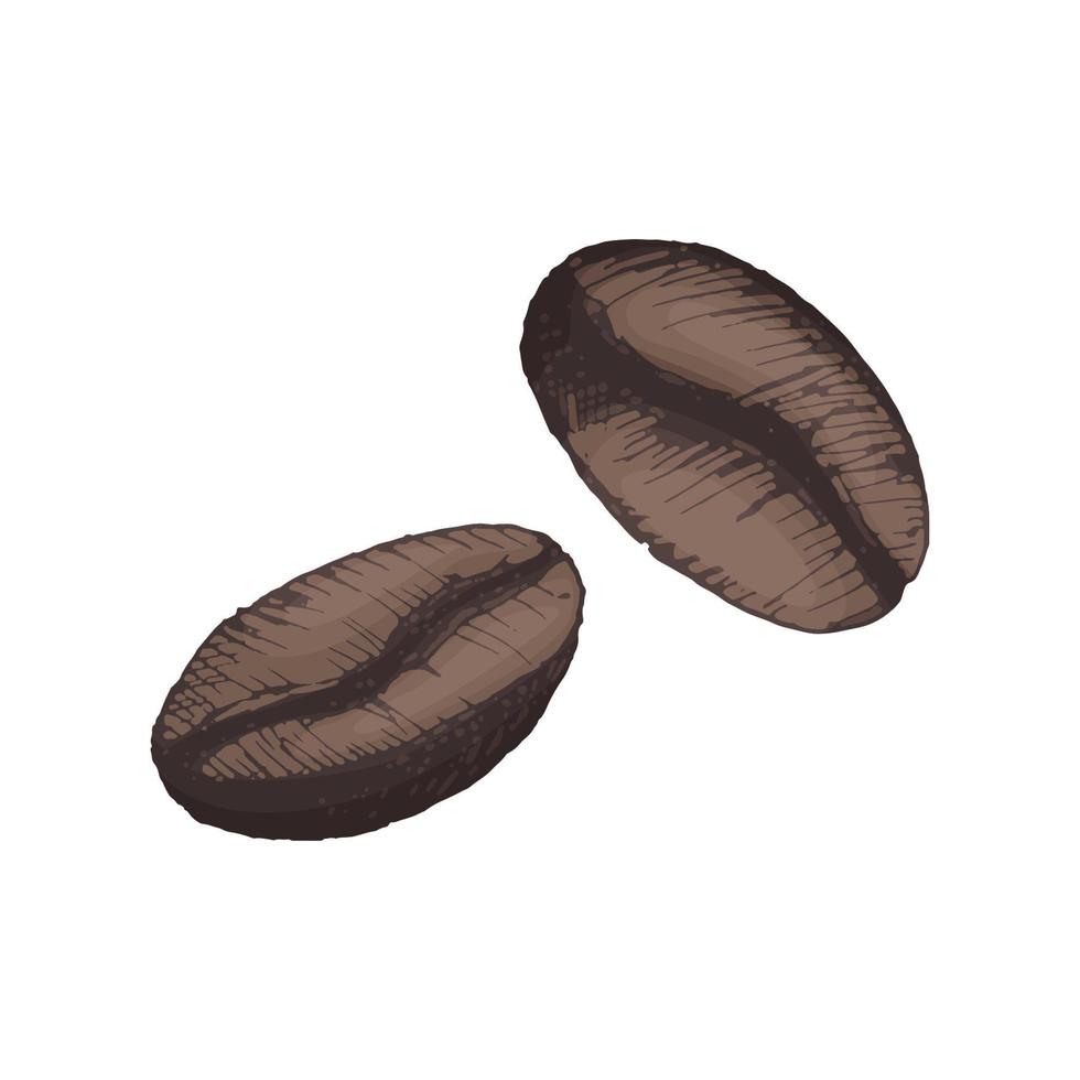 Vector illustration of 2 grains of coffee drawn by hand drawn in color. Organic natural coffee beans for brand and packaging design, icon for logo or cafe name