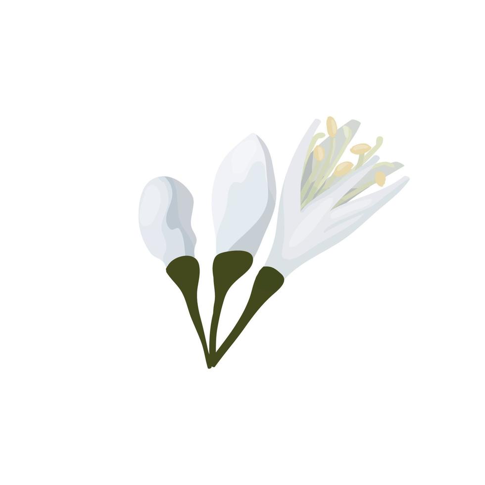 Tres brotes de café árbol flores aislar en un blanco antecedentes en un dibujos animados estilo. delicado blanco pétalos de un café flor. vector