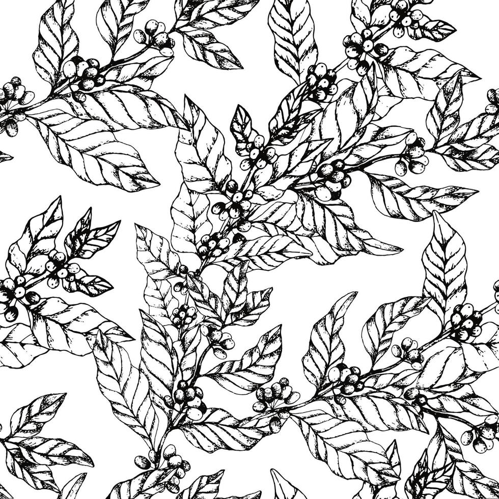 Seamless pattern with coffee branches. Illustration of leaves and berries of coffee in sketch engraving style. Vintage black and white background with leaves and coffee. vector