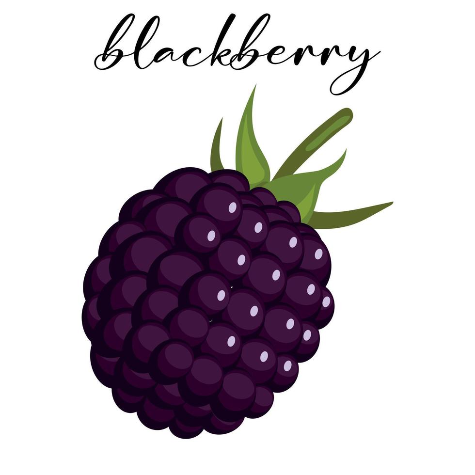 Dark purple blackberry flat icon with lettering, eco food vector illustration isolated on white.