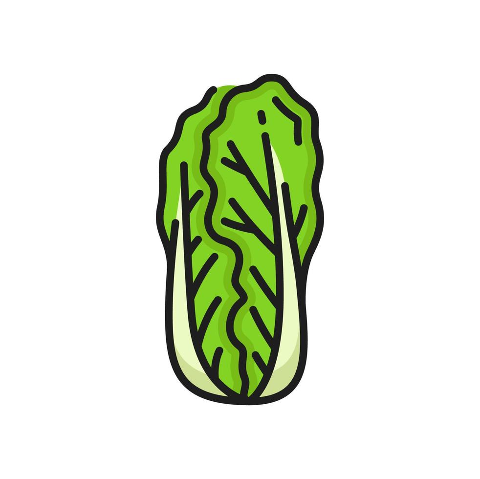 Romaine lettuce isolated Napa peking cabbage food vector