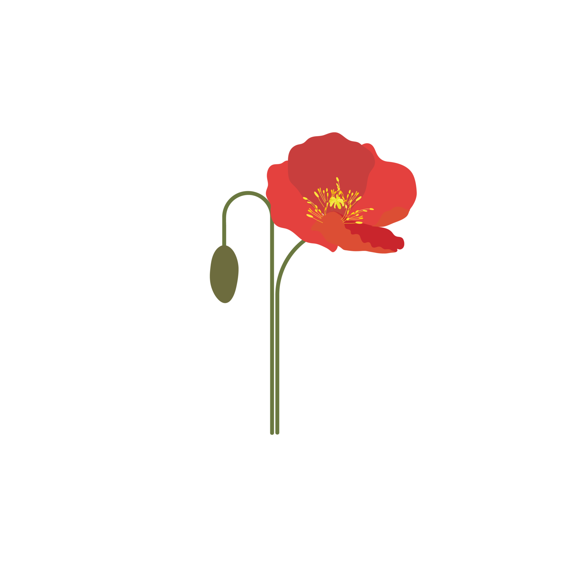 red poppy flower on transparent background 22419145 PNG