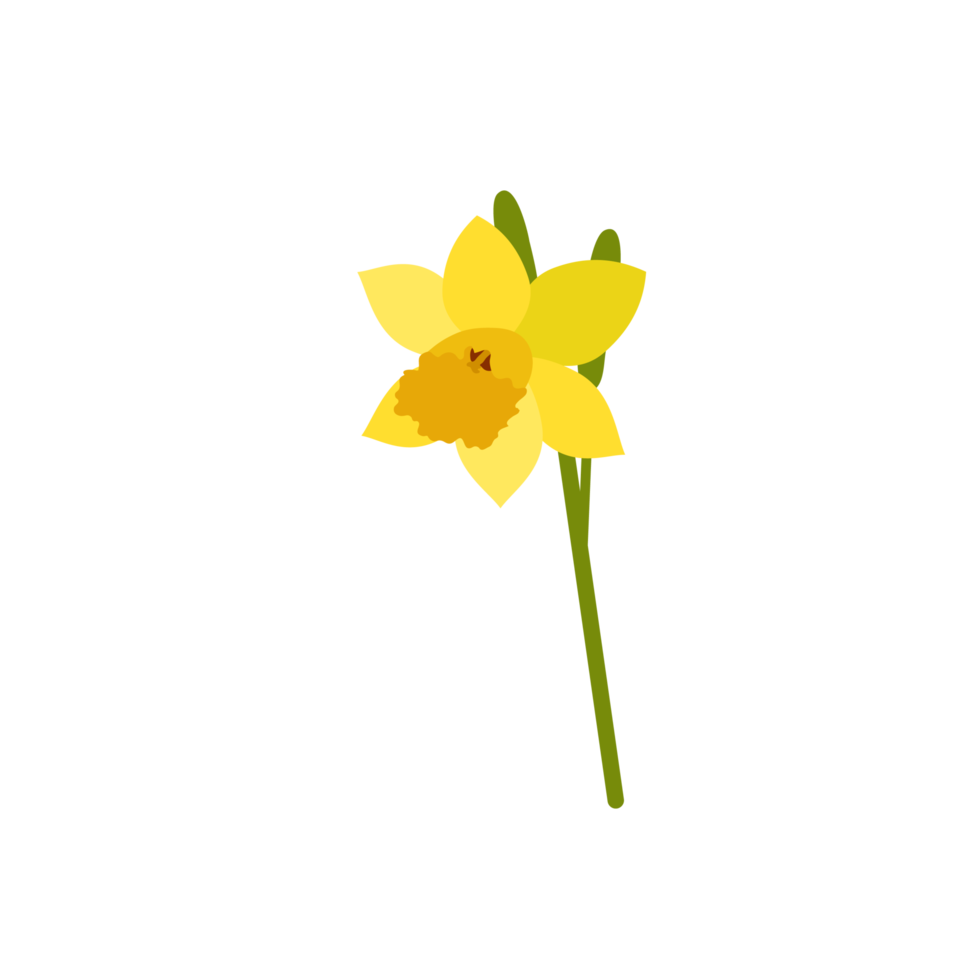 narciso flor en transparente antecedentes png