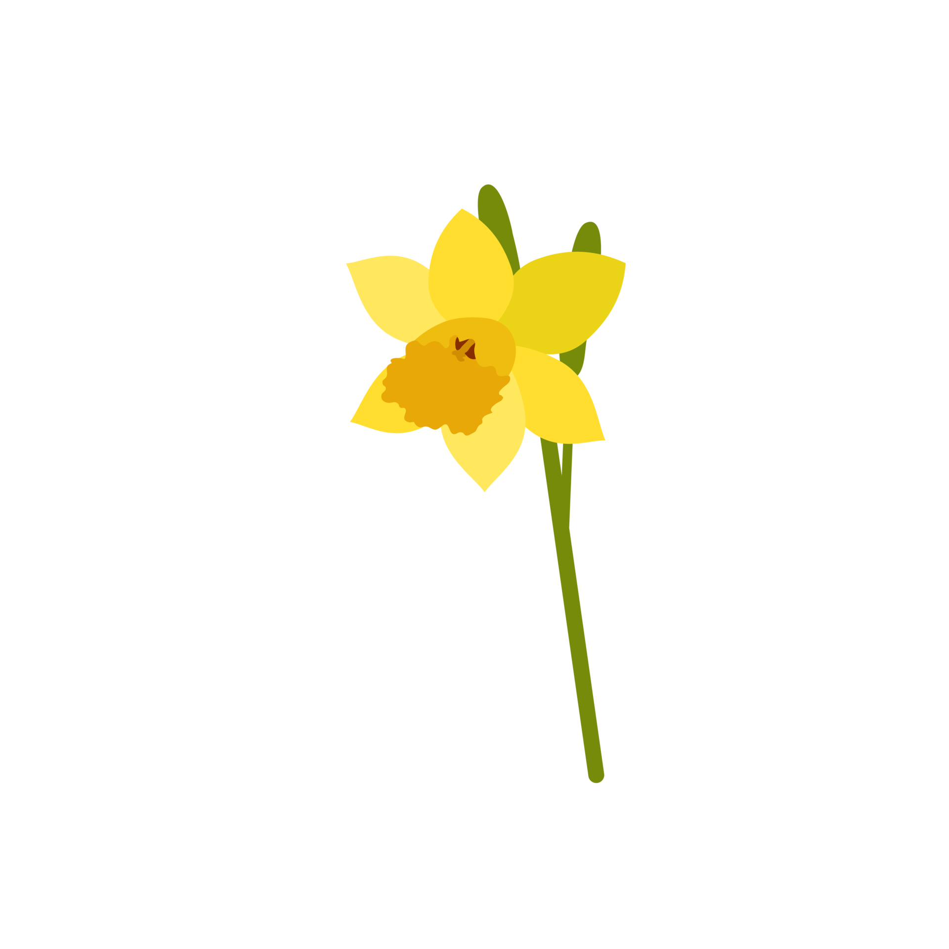 Daffodil Flower on transparent background 22419149 PNG