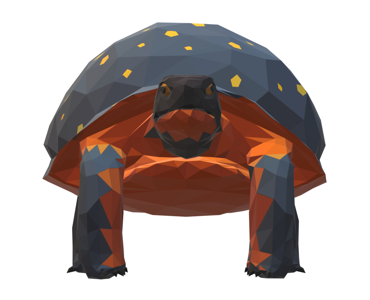 Low poly Tortoise Front view on a Transparent Background png