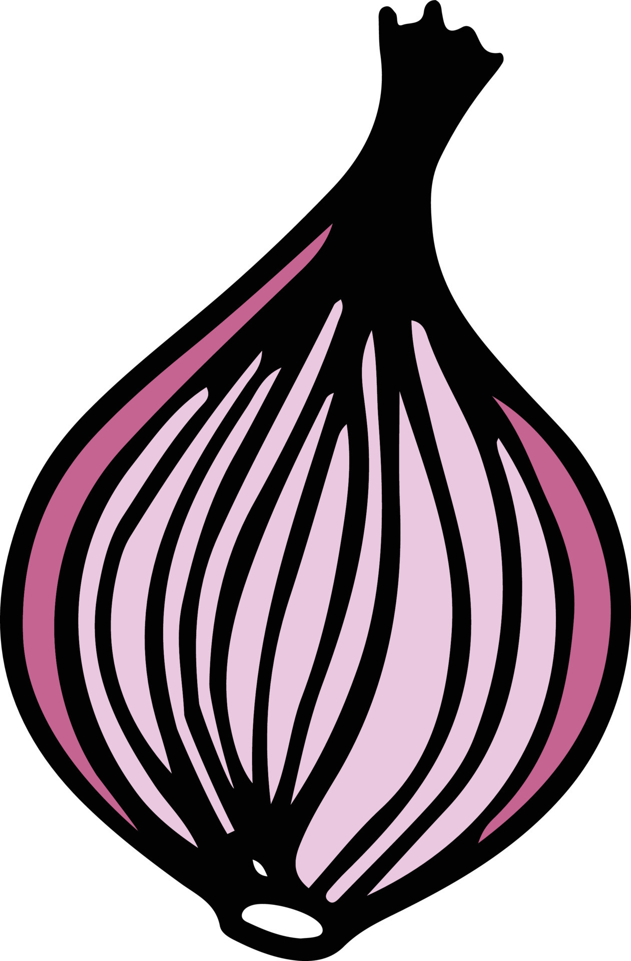 Onion drawing isolated 22419733 Vector Art at Vecteezy