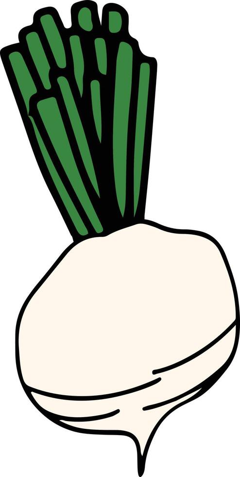 Radish drawing isolated vector