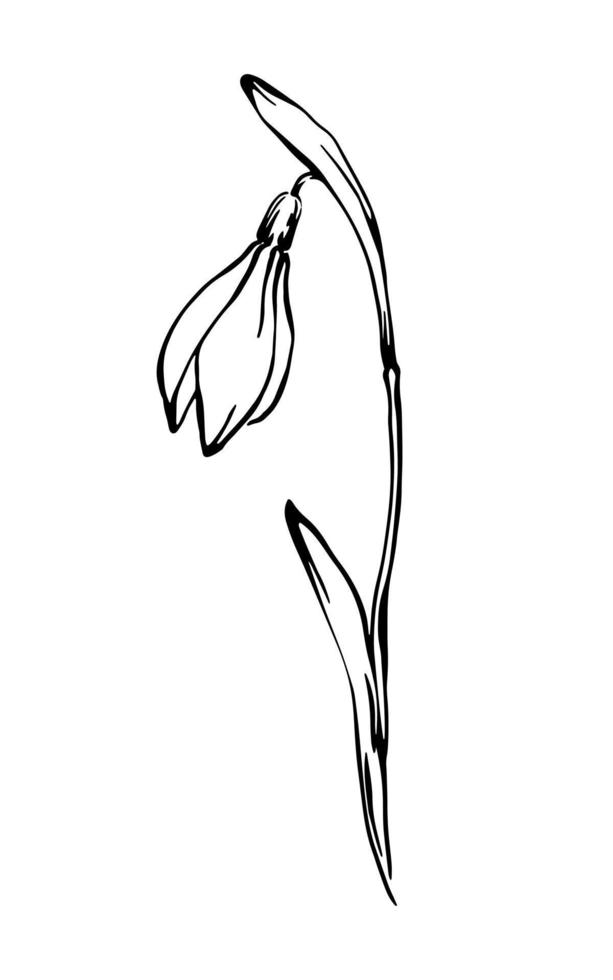 Snowdrop half opened flower outline ink drawing vector elegant line art spring floral element on white background