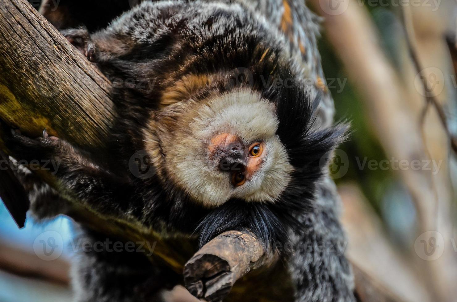 Monkeys at the zoo photo