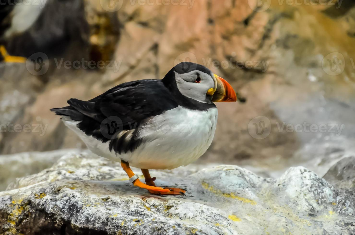 Puffin bird at the zoo photo