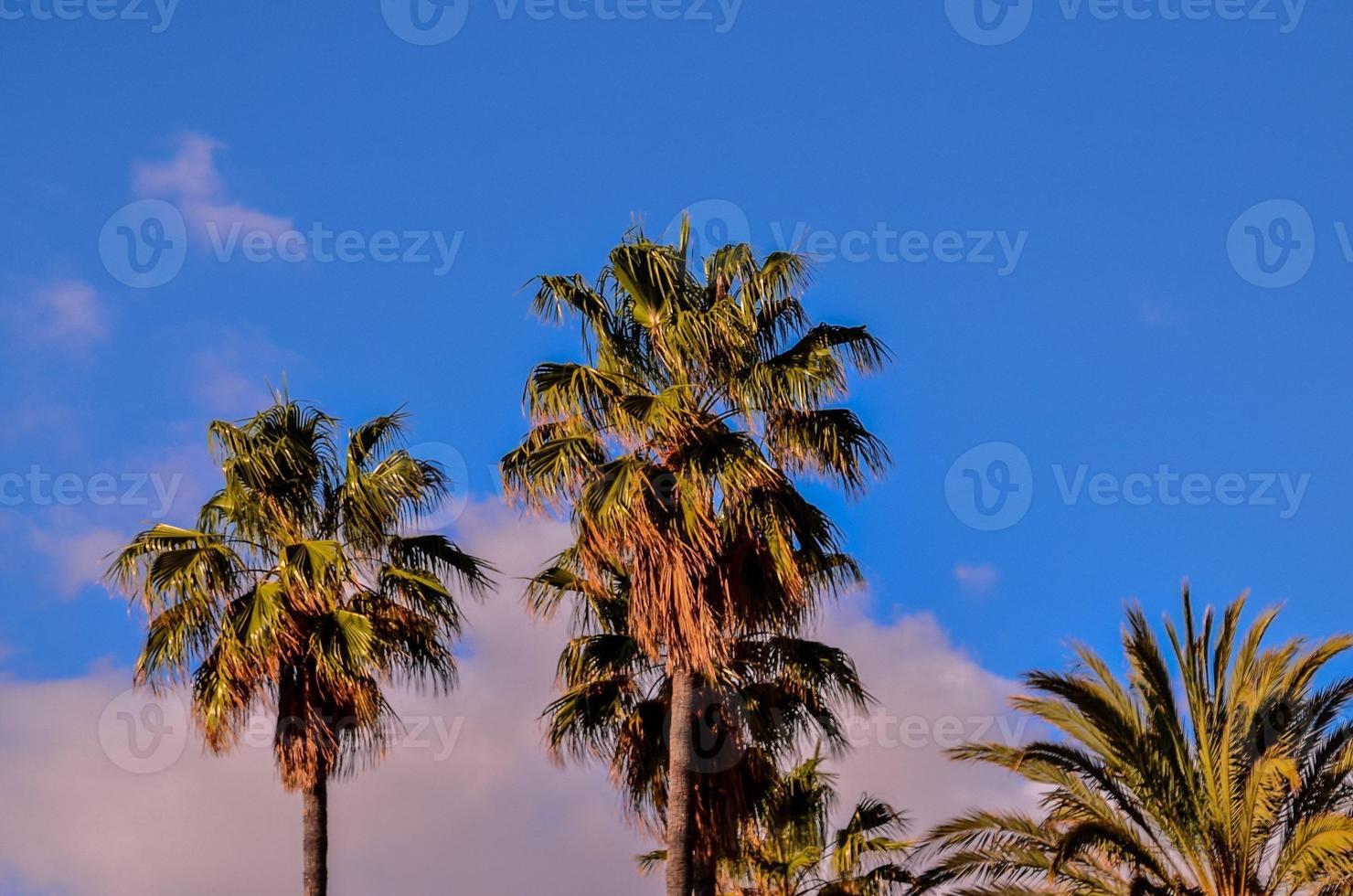 Tropical palm trees photo
