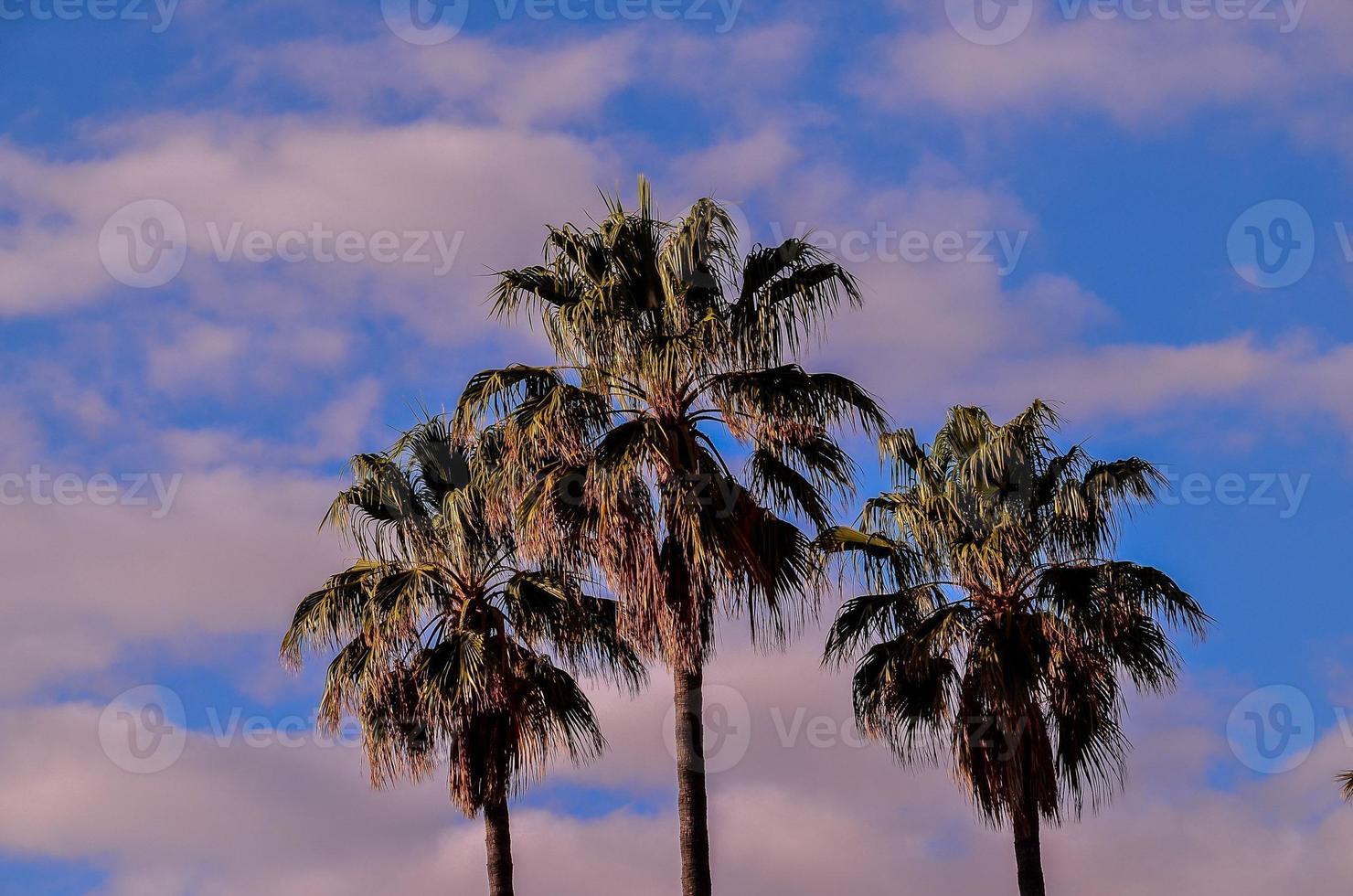 Tropical palm trees photo