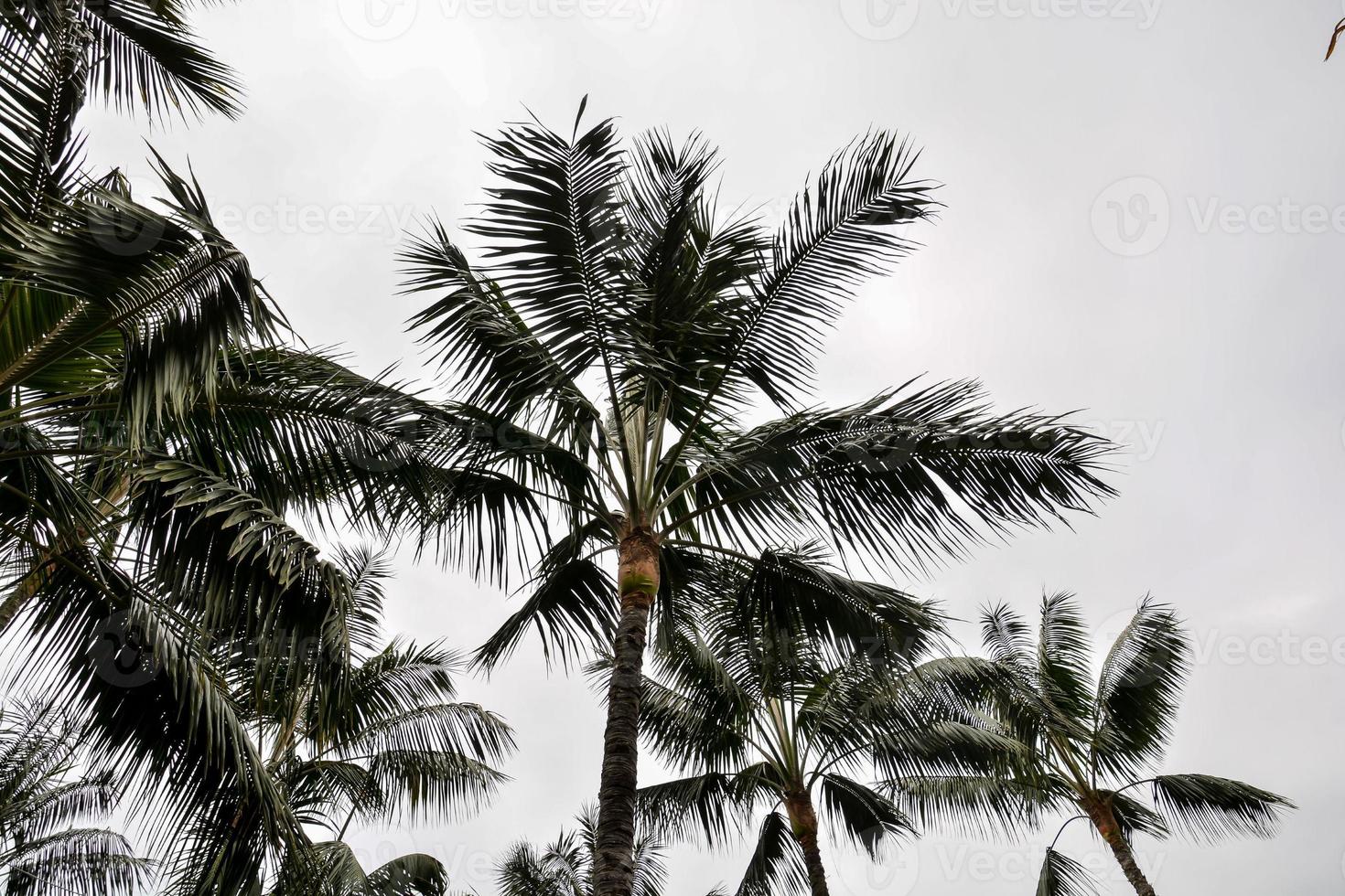 Tropical palm trees photo