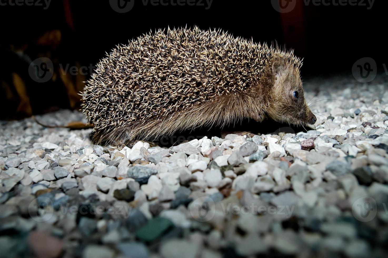 Cute small hedgehog photo