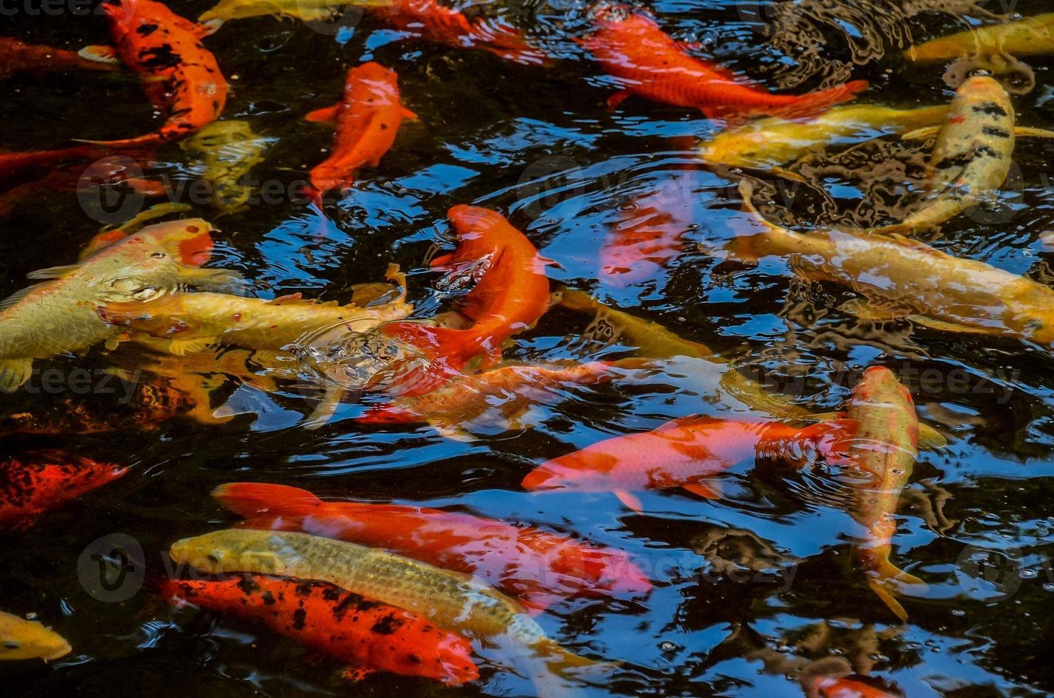 Pond of koi fish photo