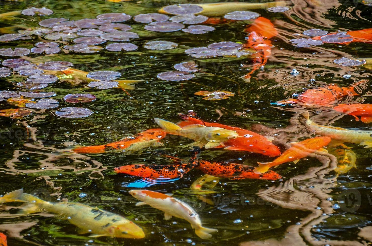 Pond of koi fish photo