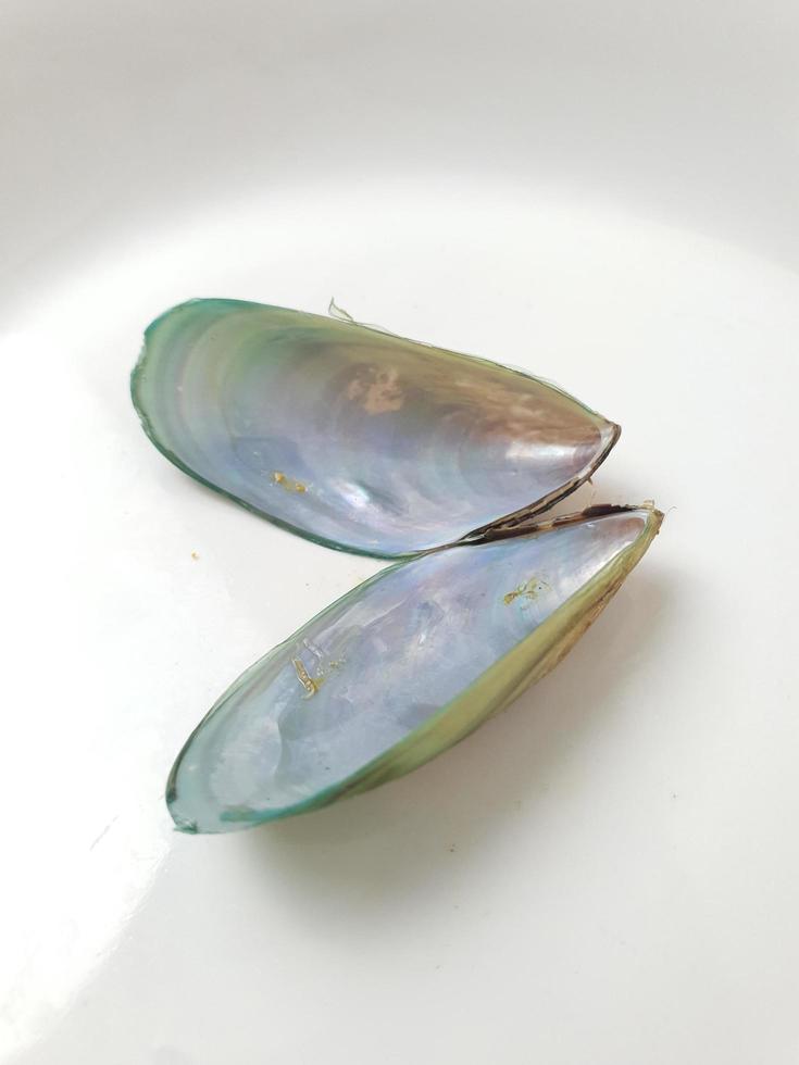 Green Mussel on a plate on a white background, Fresh New Zealand Mussel or Perna Canaliculus on a White Background. isolated green mussels. photo