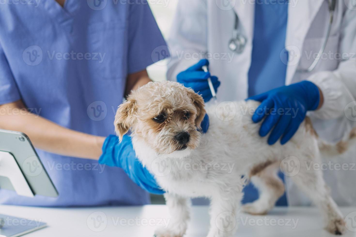 Vet examining dog and cat. Puppy and kitten at veterinarian doctor. Animal clinic. Pet check up and vaccination. Health care. photo