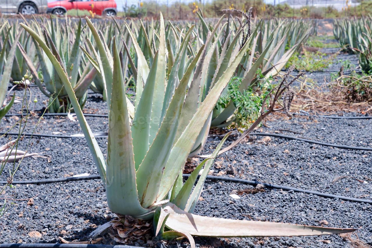 Green aloe plants photo