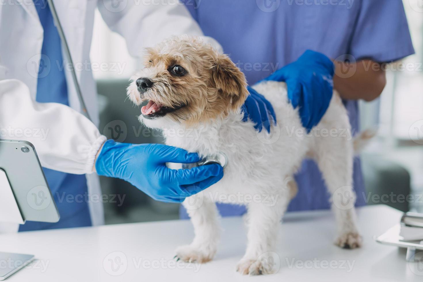 Vet examining dog and cat. Puppy and kitten at veterinarian doctor. Animal clinic. Pet check up and vaccination. Health care. photo