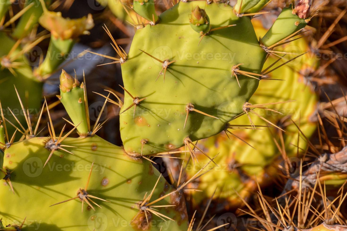 Green cacti plant photo