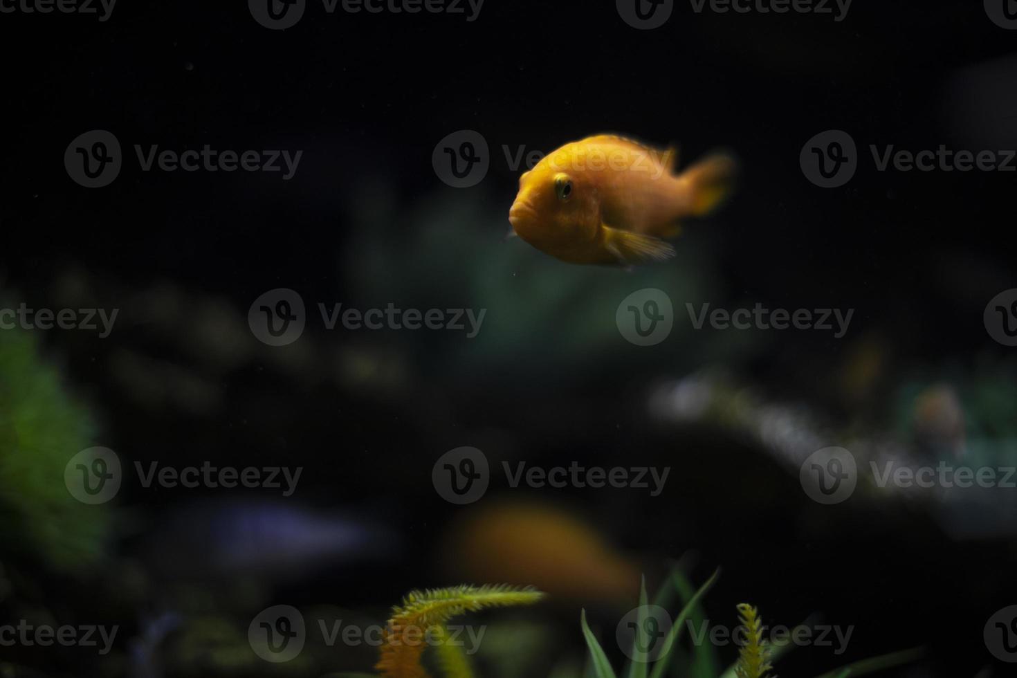 Fish in aquarium. Water world. Fish swim in water. photo