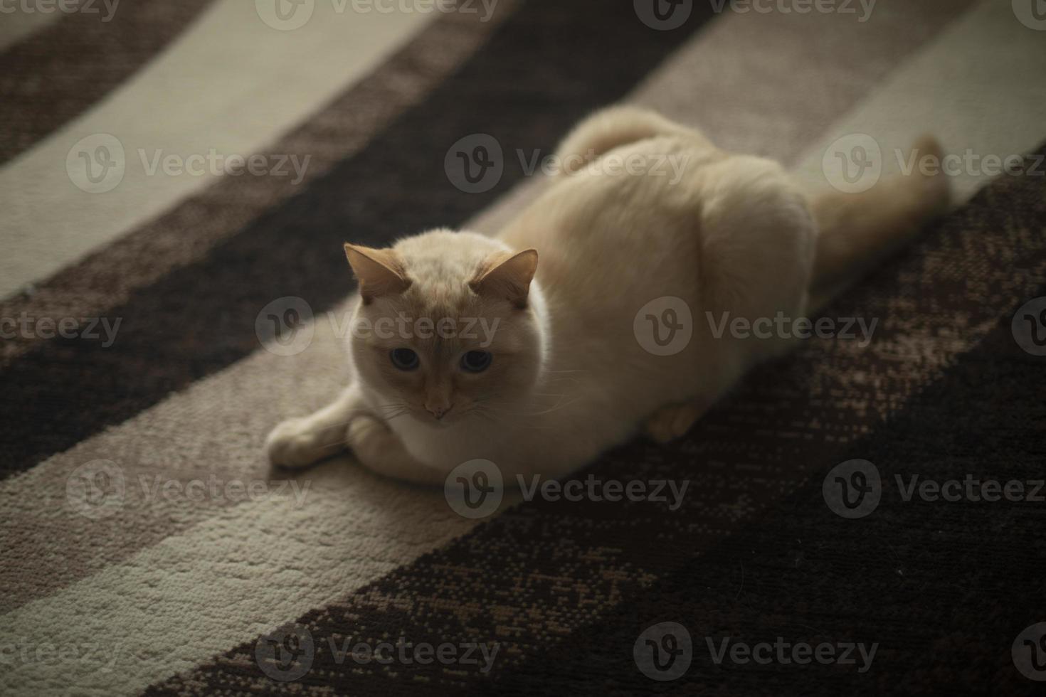 Cat on brown carpet. Cat is lying on floor. Beautiful pet. photo