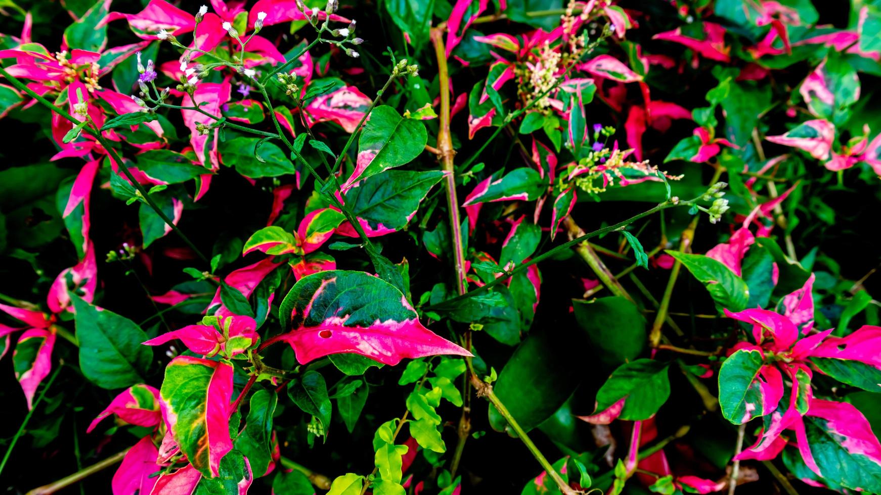 beautiful and stunning red leaves as background photo