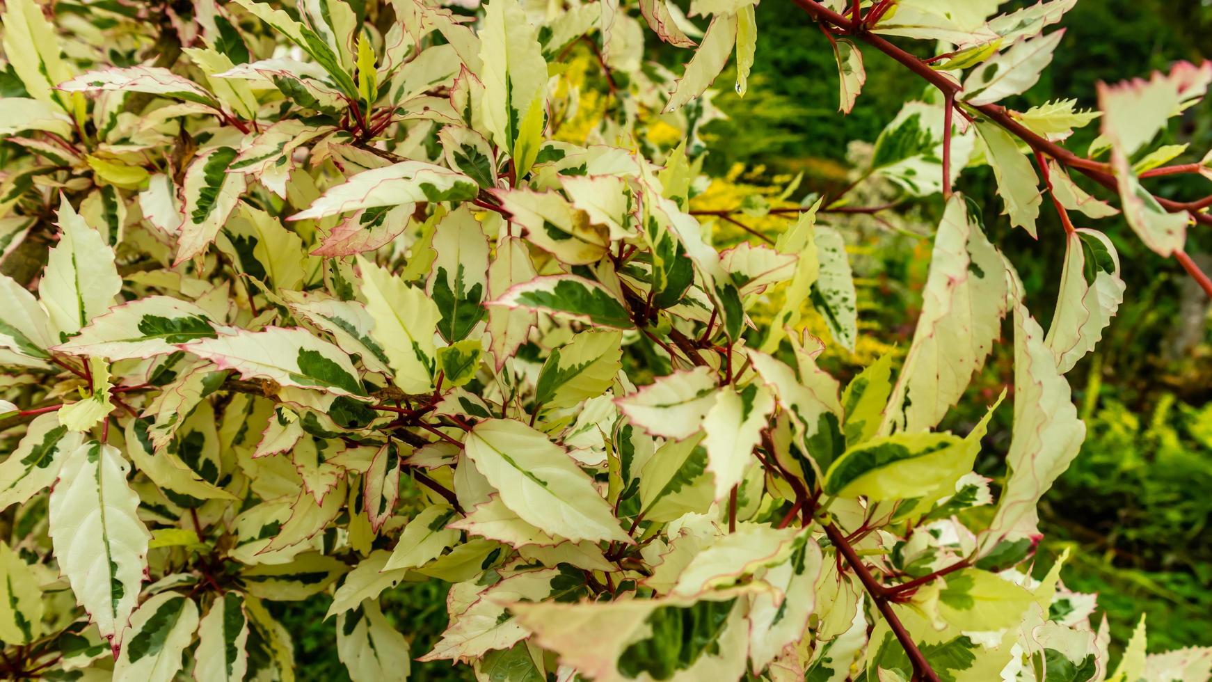 stunning beautiful white green leaves as background 22421787 Stock