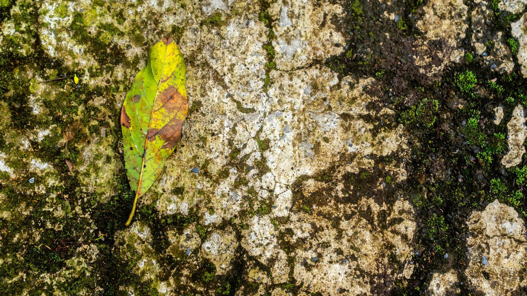 viejos caminos de concreto que han comenzado a descomponerse y están cubiertos de musgo foto