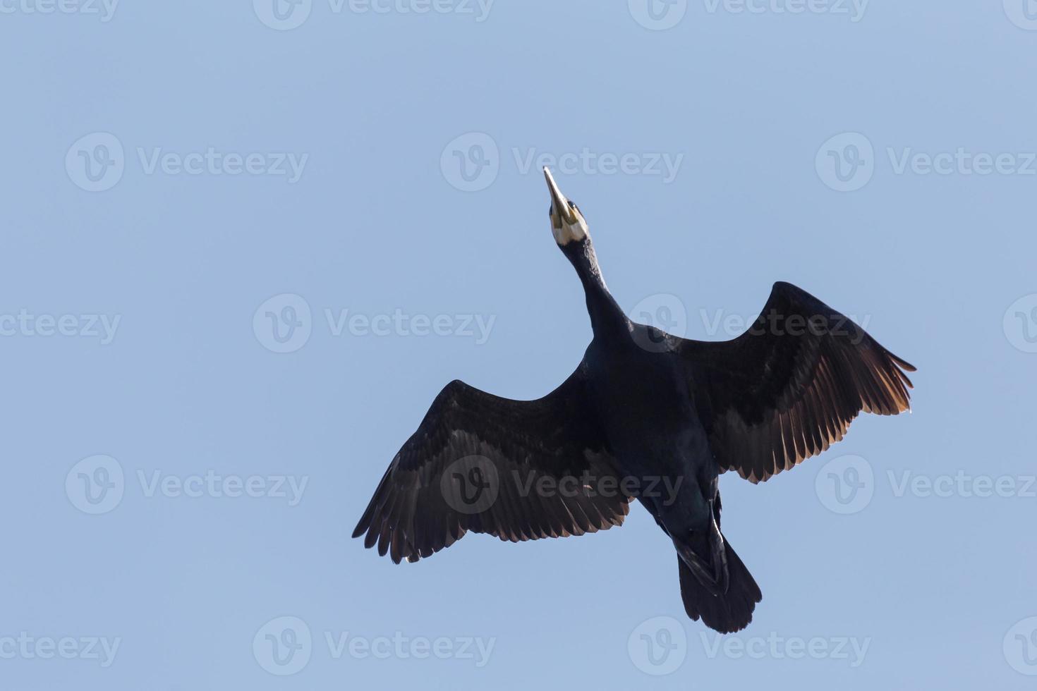 close up of great black cormorant flying in blue sky photo