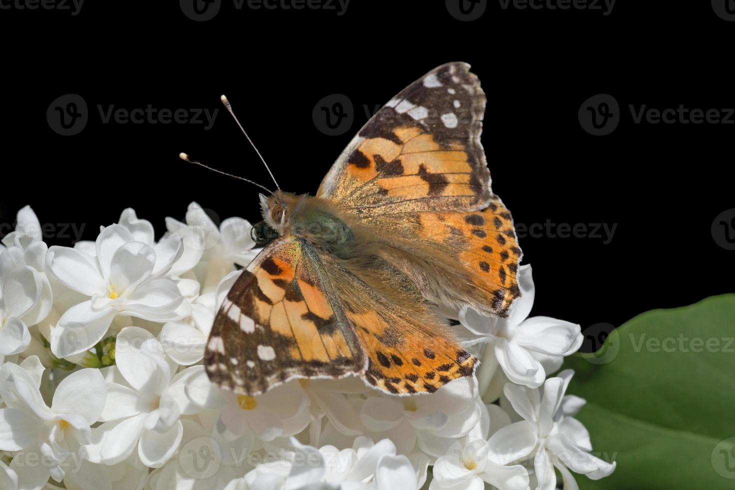 brown butterfly with opened wings sitting on white lilac blossoming isolated on black photo