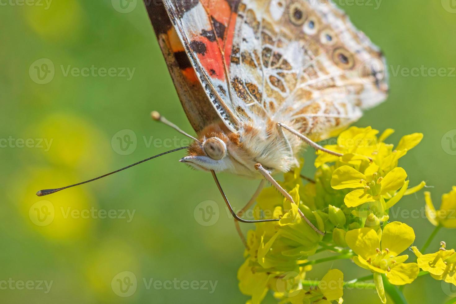 close up of Painted Lady butterfly on yellow flowers photo