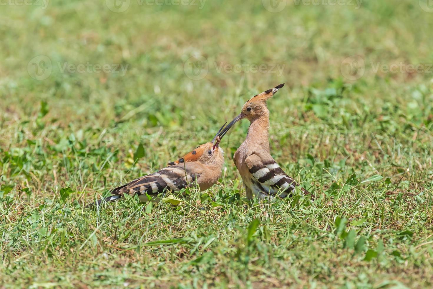 close up of hoopoe feeding nestling in grass photo