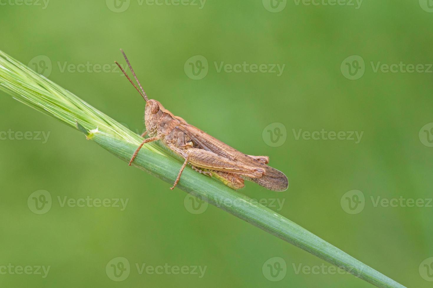 close up of grasshopper sitting on blade in grass photo