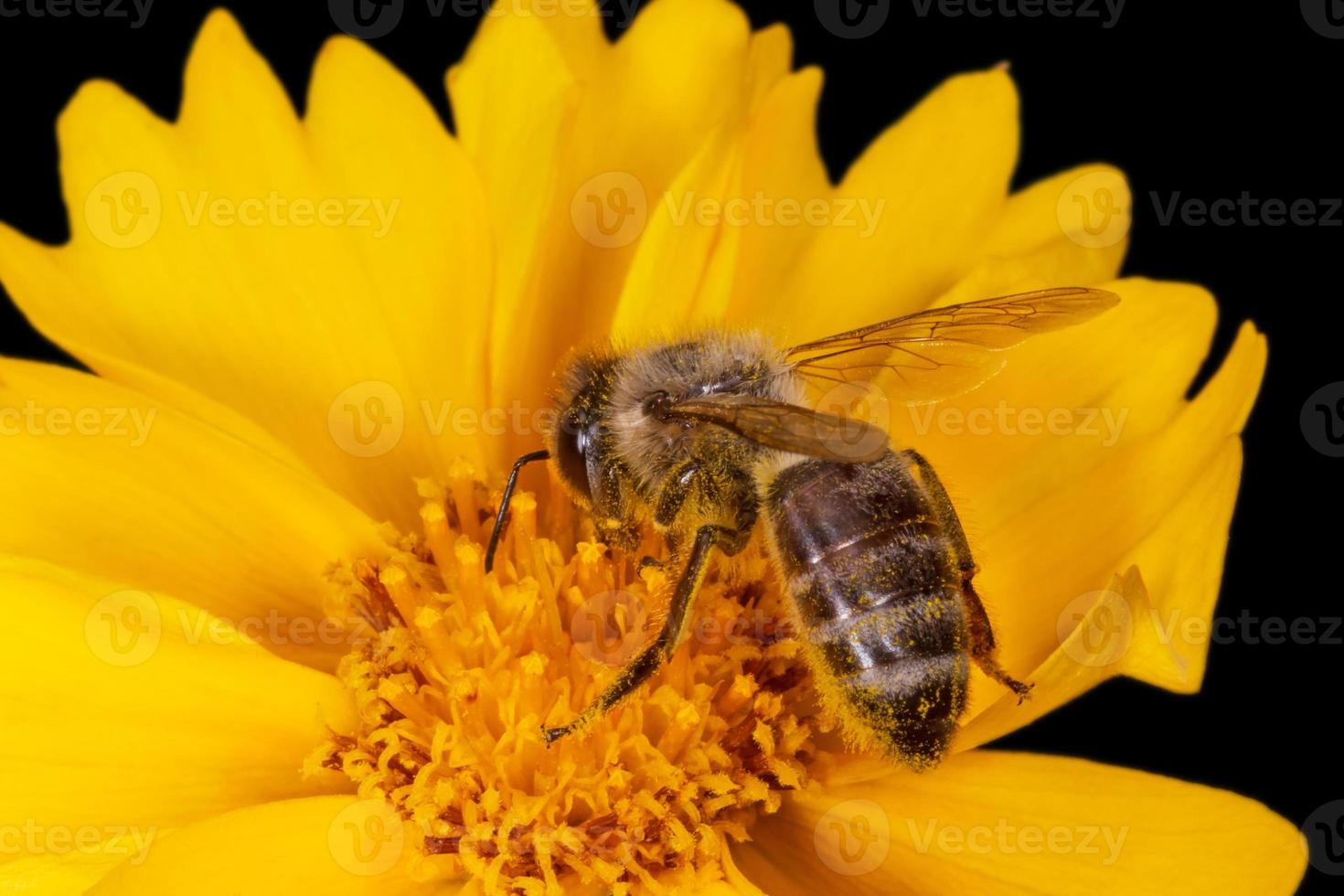 cerca arriba de abeja en amarillo flor aislado en negro foto