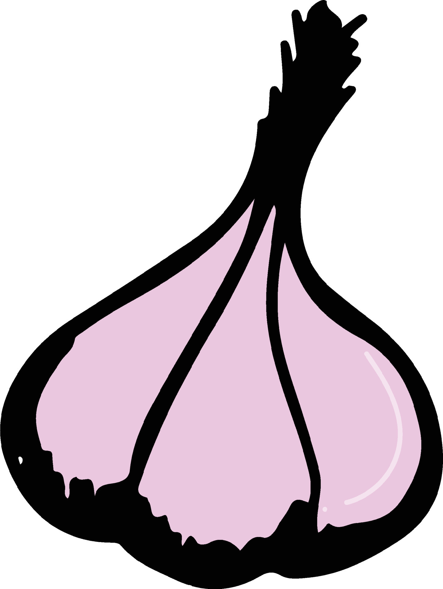 Garlic drawing isolated 22422471 Vector Art at Vecteezy