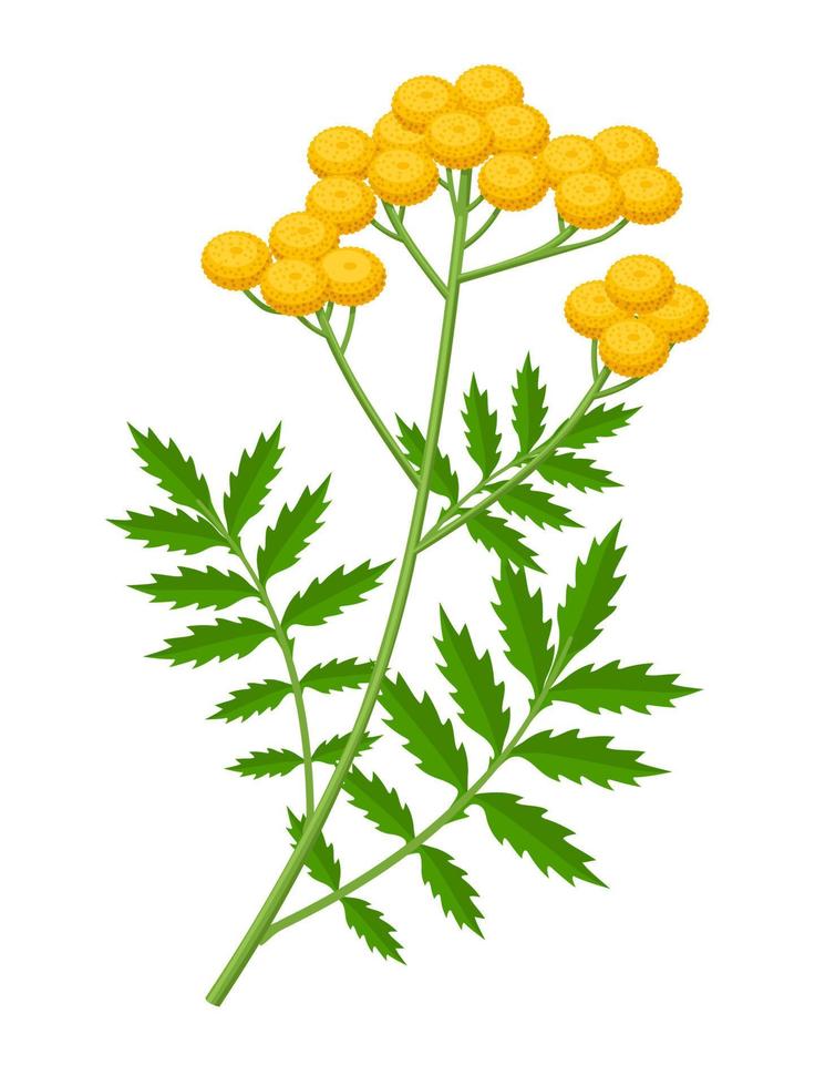 Vector illustration, Tansy or Chrysanthemum vulgare, isolated on white background.