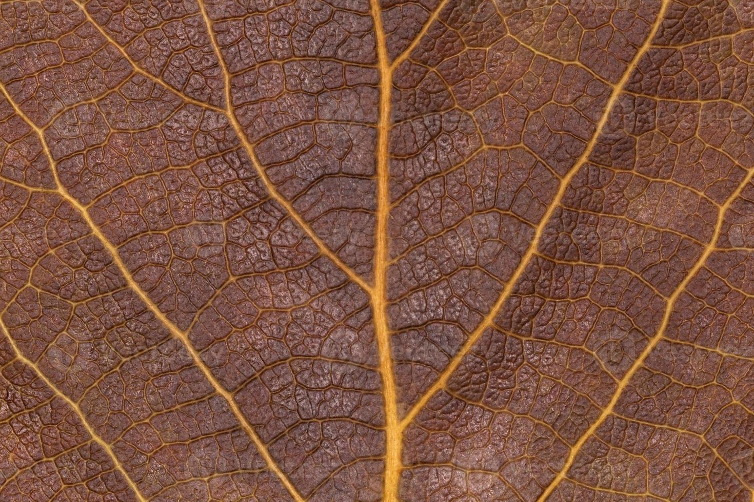 abstract natural background, close up of dry brown leaf texture photo