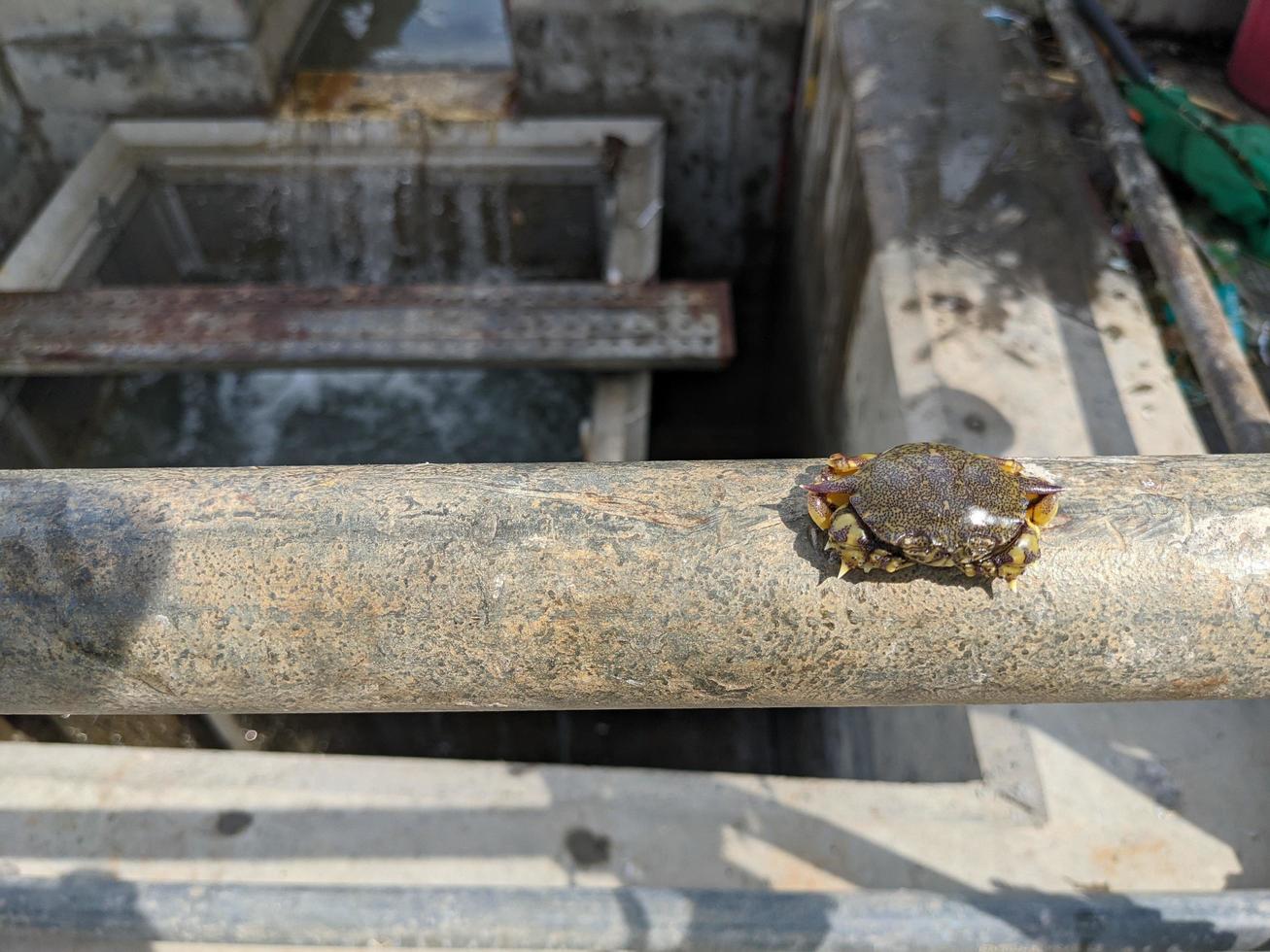 pequeño cangrejo tiene trampa en basura Cubeta cuando limpieza Agua de mar bomba. el foto es adecuado a utilizar para animal conservación póster, naturaleza contenido medios de comunicación y industria antecedentes.