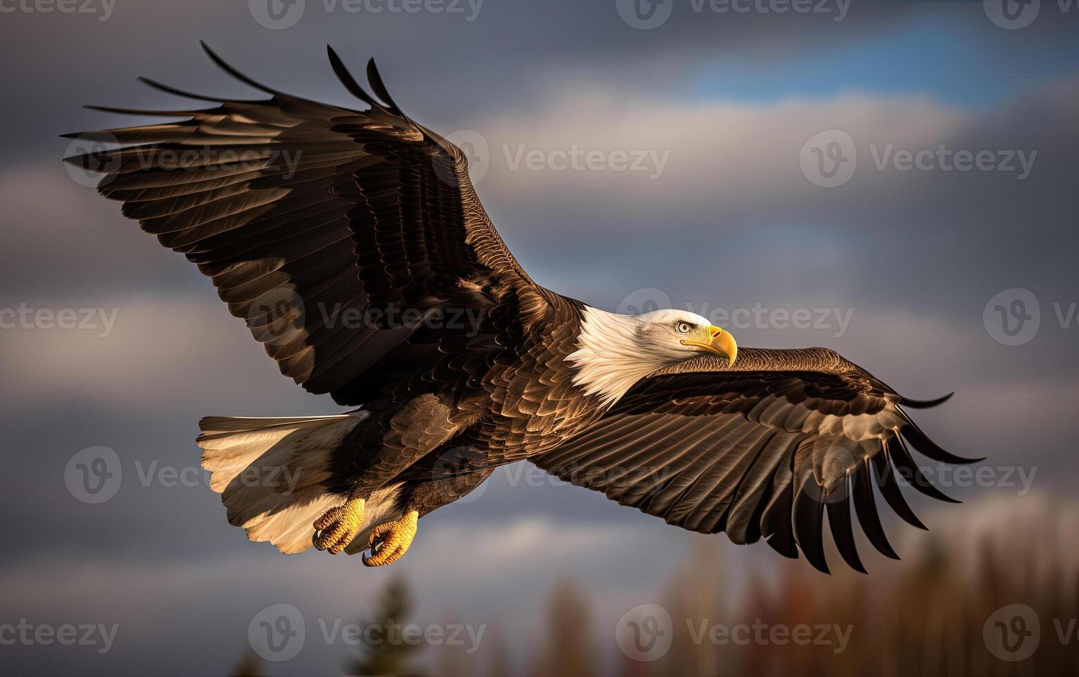 Bald eagle soaring in the sky with wings spread wide. The background is cloud. photo