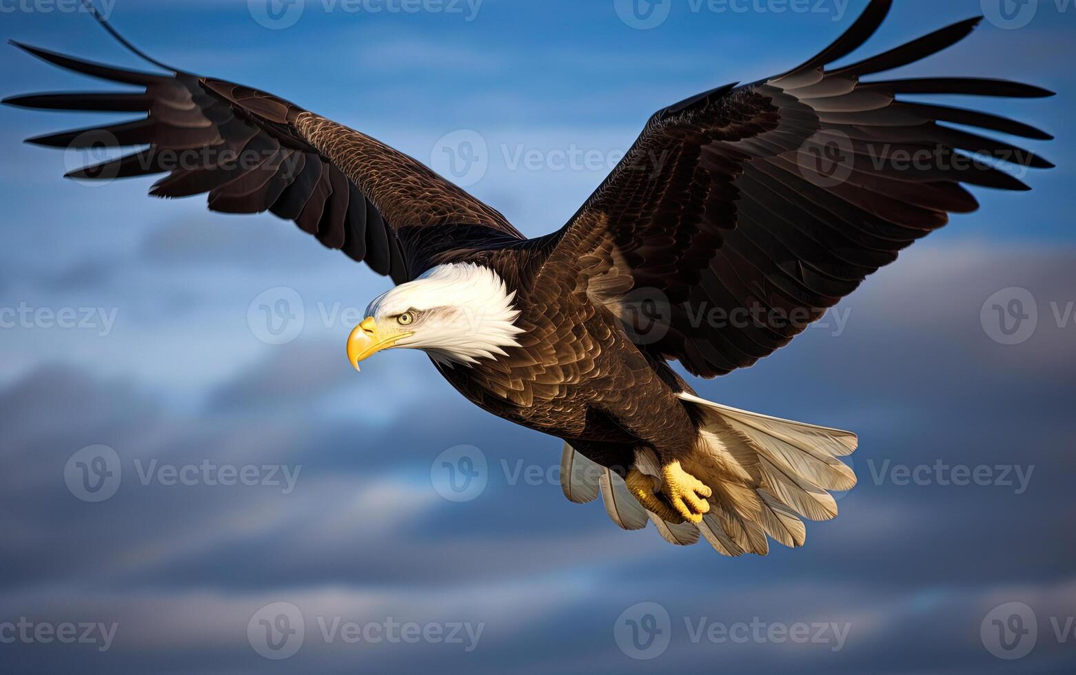 Bald eagle soaring in the sky with wings spread wide. The background is cloud. photo