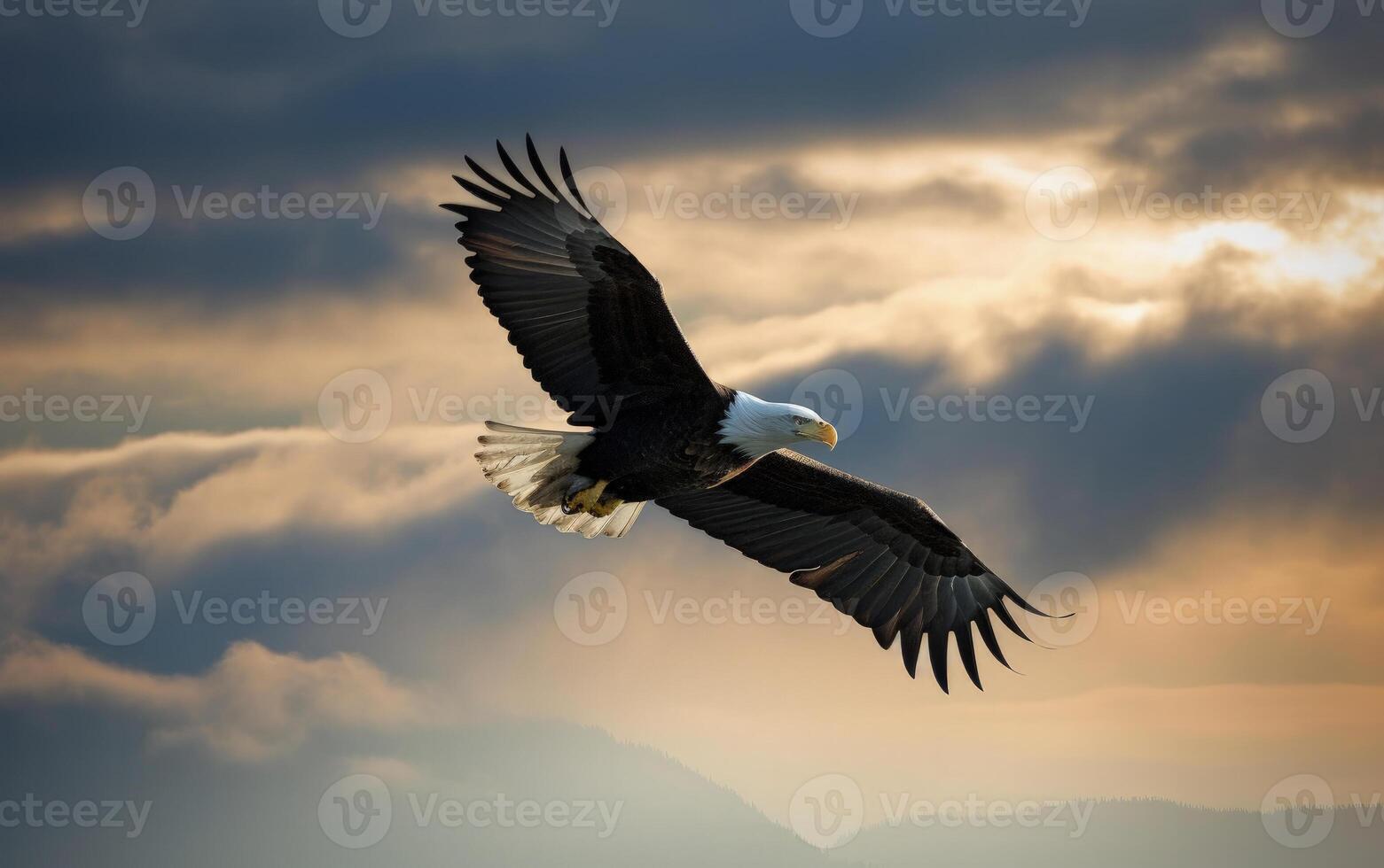 Bald eagle soaring in the sky with wings spread wide. The background is cloud. photo