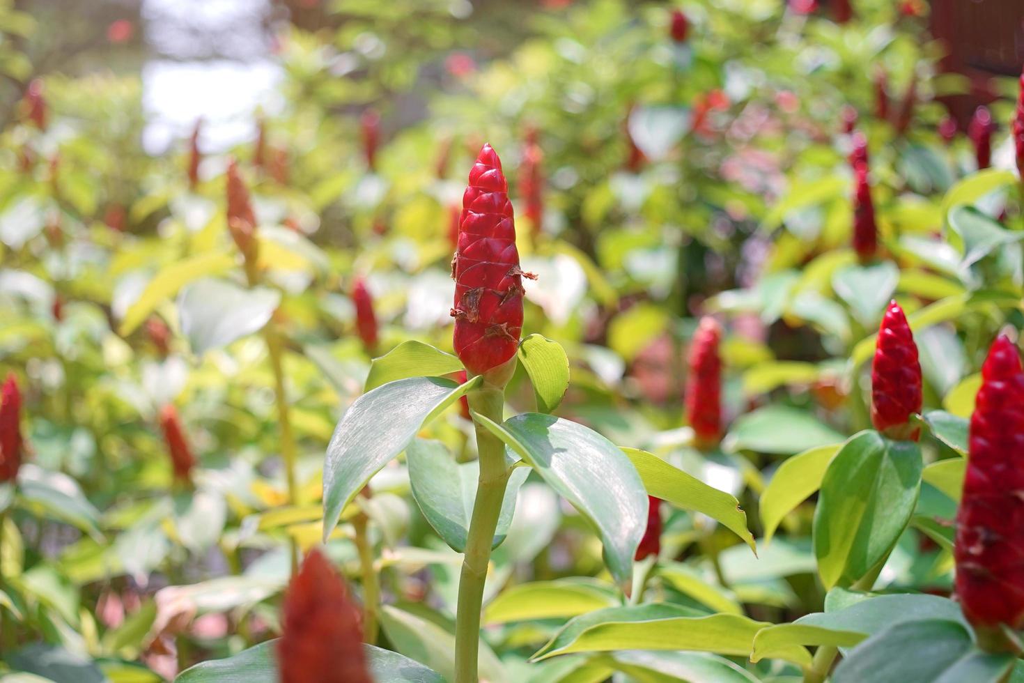 Red costus woodsonii flowers. Costus spicatus or Spiked spiral flag ginger or Indian head ginger is a species of Herbaceous plant in the Costaceae family. Blooming flower and green leaves background photo