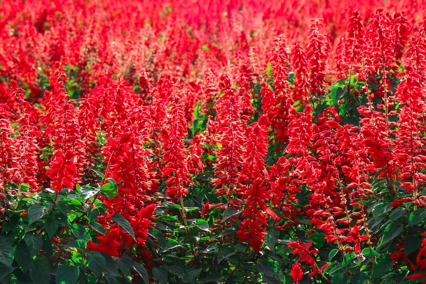 Red flower field. Photo for business financial marketing banking advertisement commercial layout printing brochure report presentation abstract cover