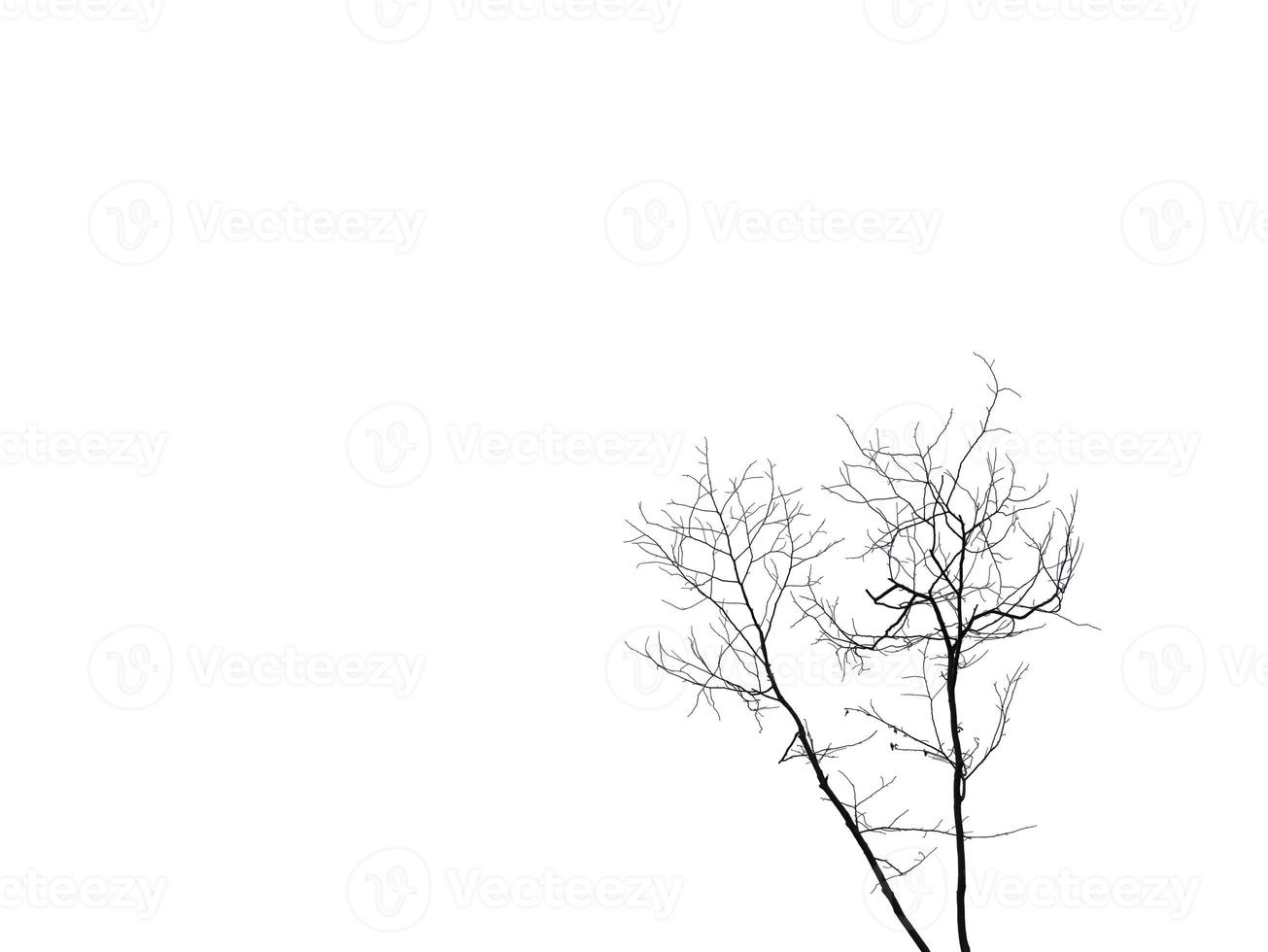 Isolated Silhouette dry twigs of tree with transparent white tone leaves blowing, white background with clipping path, cutout, wallpaper photo