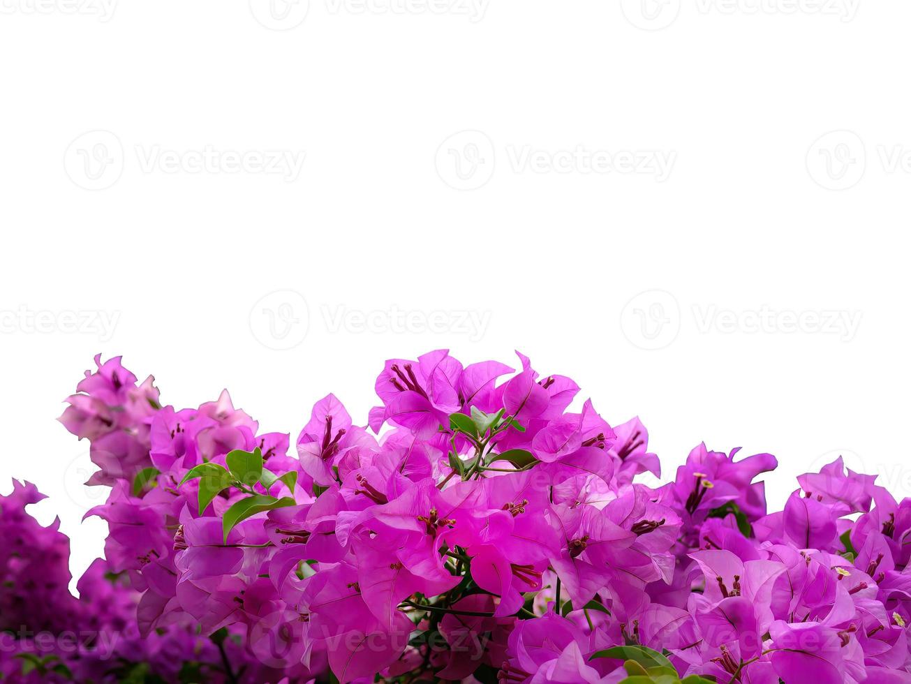 Pink, magenta, Bougainvilleas Bouquet flowers blooming, isolated, white background with clipping path, cutout, element photo