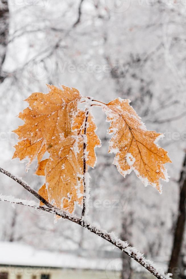 Winter leaves covered with snow and hoarfrost photo