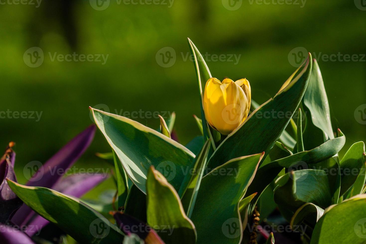 Macro of yellow tulips on a background of green grass photo